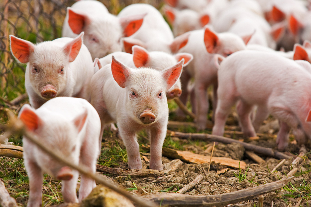 tổng đàn lợn nái của cả nước đạt trên 3 triệu con