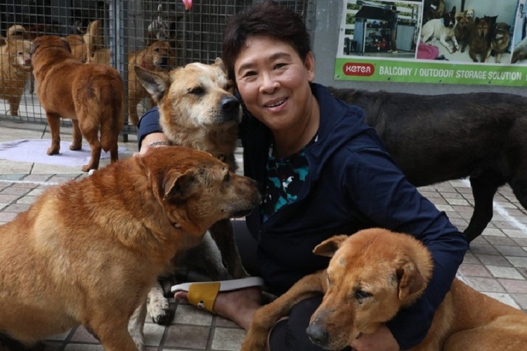 400 con chó vô gia cư được bà Angela Chan Ka-yee cưu mang