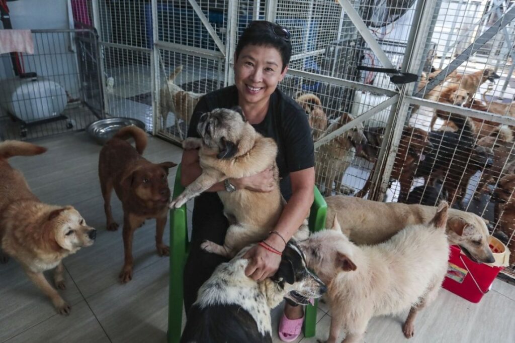 Người phụ nữ Trung Quốc bán nhà, trang sức, vay ngân hàng để cứu chó hoang