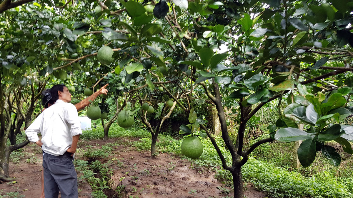 hơn 600 ha cây ăn trái được chuyển đổi từ hồ tiêu